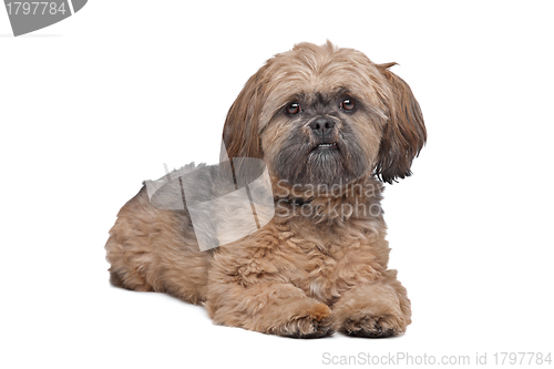 Image of Lhasa Apso