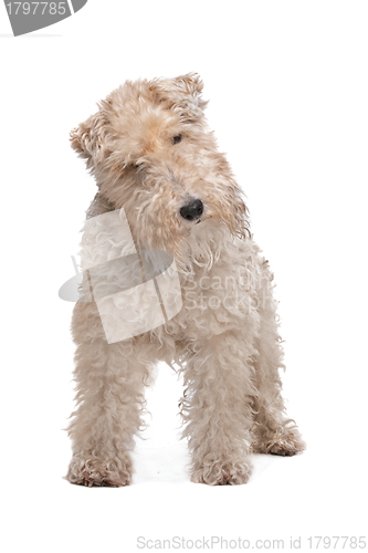 Image of Wirehaired fox terrier