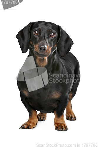 Image of black and tan dachshund