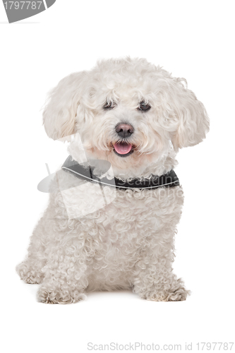 Image of Maltese dog