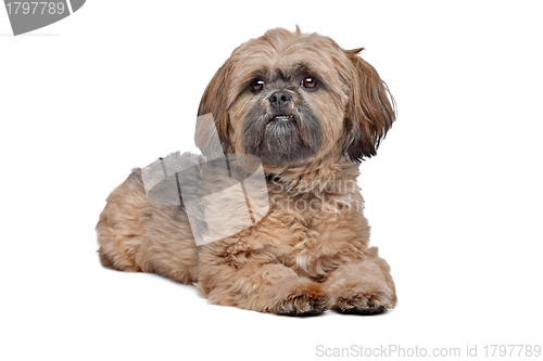 Image of Lhasa Apso