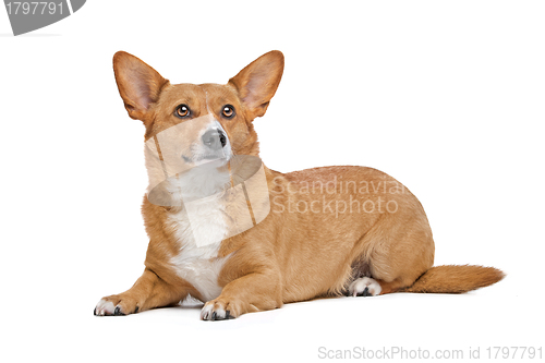 Image of mixed breed dog