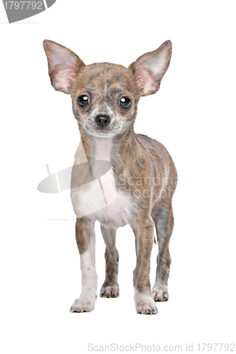 Image of chihuahua