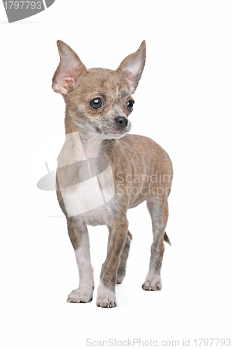 Image of chihuahua