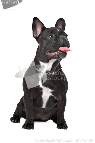 Image of French Bulldog