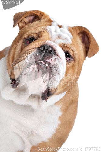 Image of English Bulldog