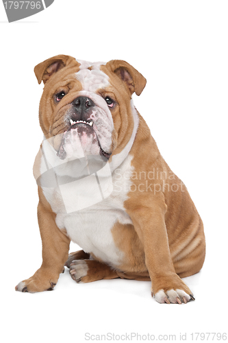 Image of English Bulldog