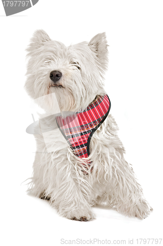 Image of West Highland White Terrier