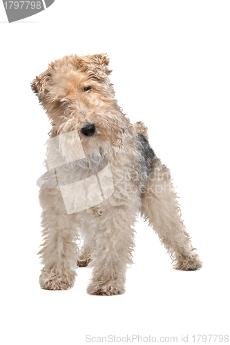 Image of Wirehaired fox terrier