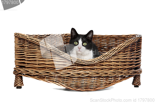 Image of cat in wicker bed