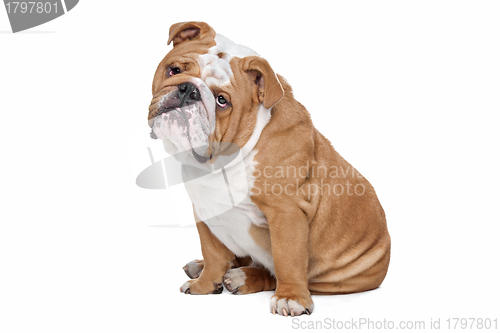 Image of English Bulldog