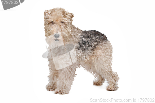 Image of Wirehaired fox terrier