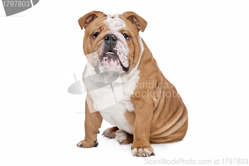 Image of English Bulldog