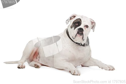 Image of American Bulldog