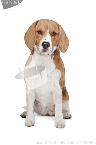 Image of Beagle hound