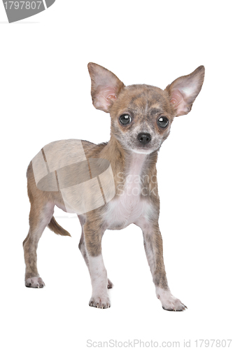 Image of chihuahua