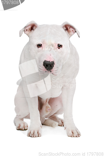 Image of American Bulldog