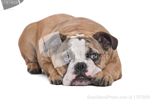 Image of English Bulldog