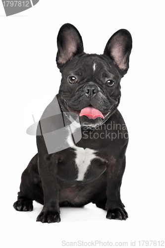 Image of French Bulldog