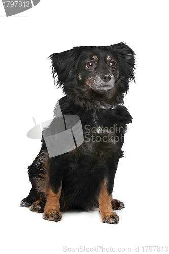 Image of mixed breed dog