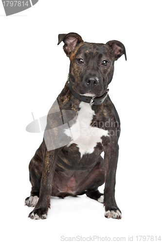 Image of American Staffordshire Terrier