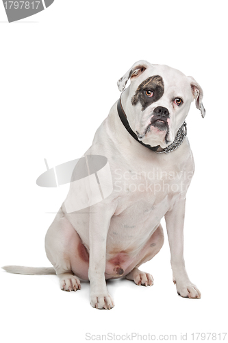 Image of American Bulldog