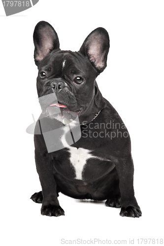 Image of French Bulldog