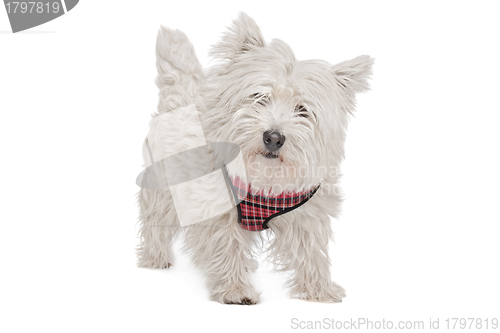 Image of West Highland White Terrier