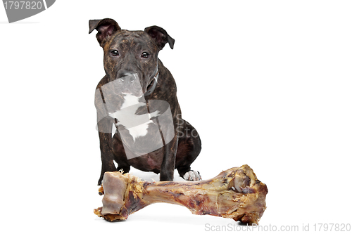 Image of American Staffordshire terrier with a big bone