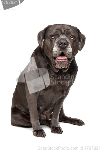 Image of Cane corso dog