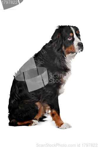 Image of mixed breed dog Bernese Mountain dog