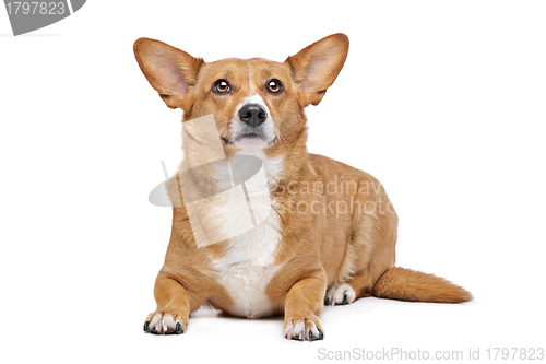 Image of mixed breed dog