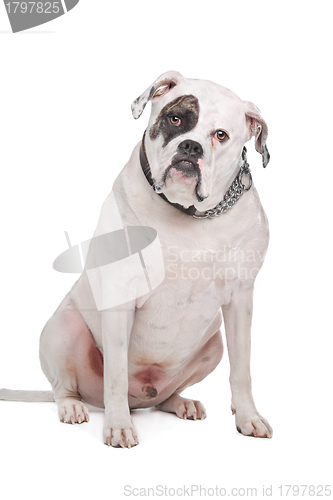 Image of American Bulldog