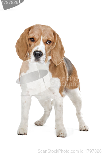 Image of Beagle hound