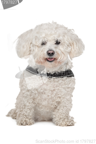 Image of Maltese dog
