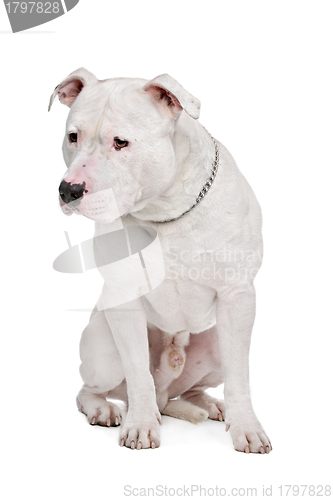 Image of American Bulldog