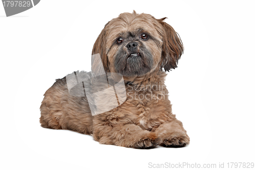 Image of Lhasa Apso