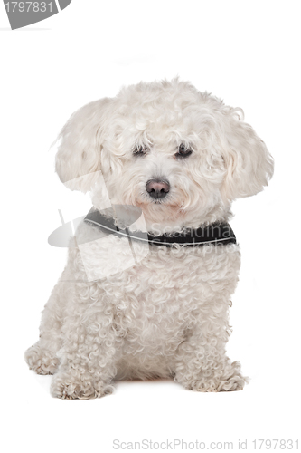 Image of Maltese dog