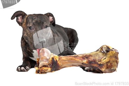 Image of American Staffordshire terrier with a big bone