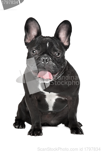 Image of French Bulldog