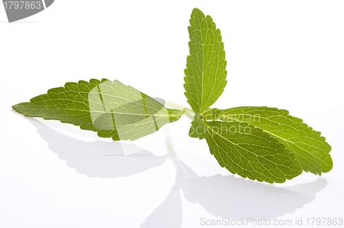 Image of Stevia Rebaudiana leafs isolated on white background 