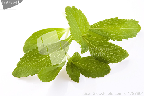 Image of Stevia Rebaudiana leafs isolated on white background 
