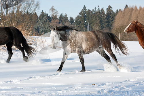 Image of Herd of running horses