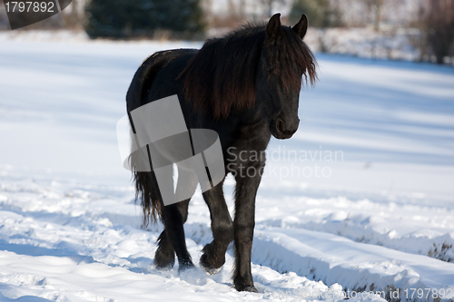 Image of Black horse in winter