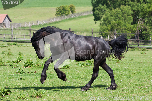 Image of Black horse runs gallop