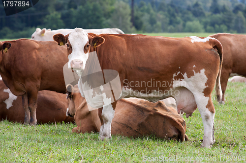 Image of Cows on pasture 