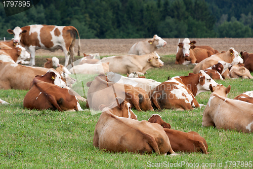 Image of Dairy cows in pasture