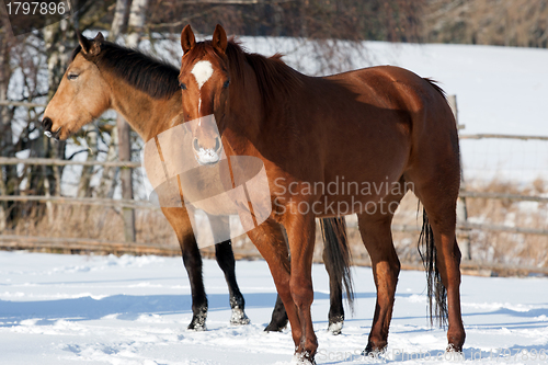 Image of Herd of horses