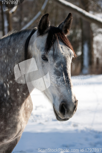 Image of White horse in winter