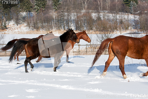 Image of Herd of running horses